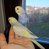 Cocorite rainbow allevate a mano