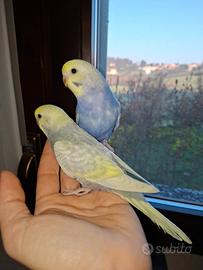 Cocorite rainbow allevate a mano