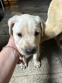 Cucciolo cane