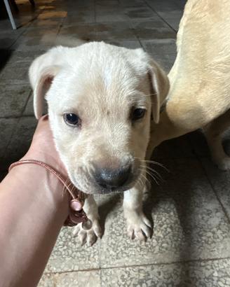 Cucciolo cane