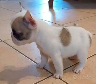 Cane bouledogue francese
