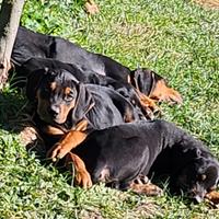 Cuccioli Catahoula Leopard Dog