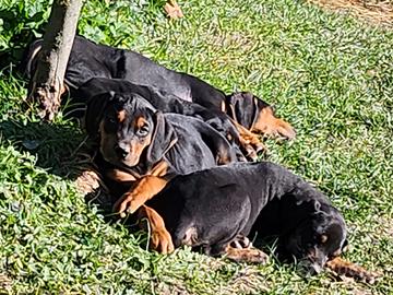 Cuccioli Catahoula Leopard Dog