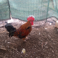 Gallo marans di un anno