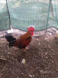 Gallo marans di un anno