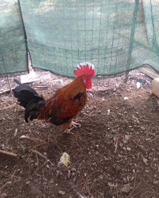 Gallo marans di un anno
