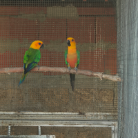 Disponibile coppia di coppia jandaya