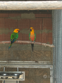 Disponibile coppia di coppia jandaya