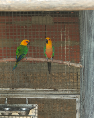 Disponibile coppia di coppia jandaya