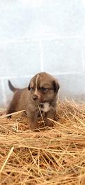 Disponibili cuccioli
