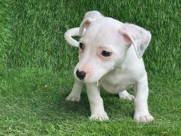 Jack russell