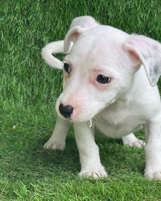 Jack russell