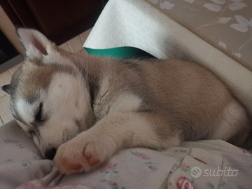 Ultimi 2 cuccioli di Husky disponibili