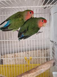 Coppia di inseparabili