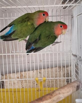 Coppia di inseparabili