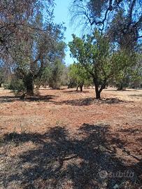 Terreno agricolo completo di progetto per villetta