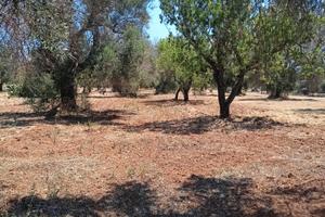 Terreno agricolo completo di progetto per villetta