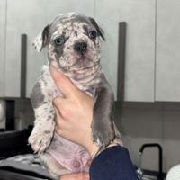 Bulldog francese