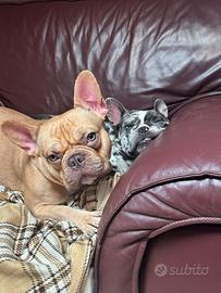Bulldog Francese