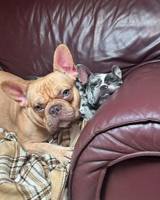 Bulldog Francese