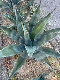 Agave verde