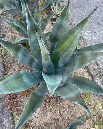 Agave verde