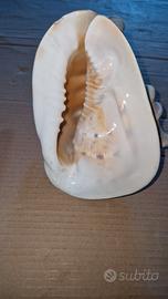 Conchiglia