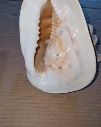 Conchiglia