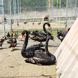 Cigni neri anno 2025