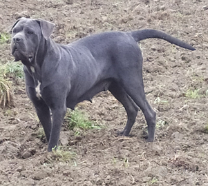 Cane corso femmina