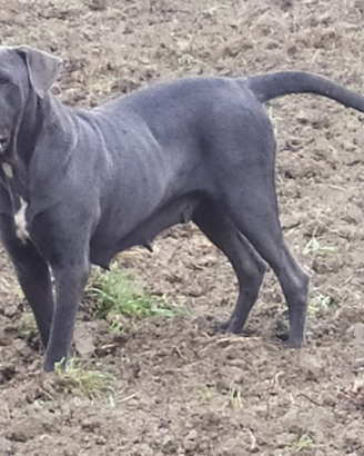 Cane corso femmina