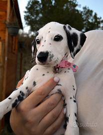 Femminuccia dalmata