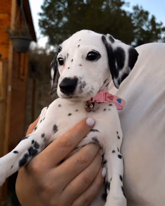 Femminuccia dalmata