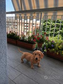 Cuccioli Bassotto nano