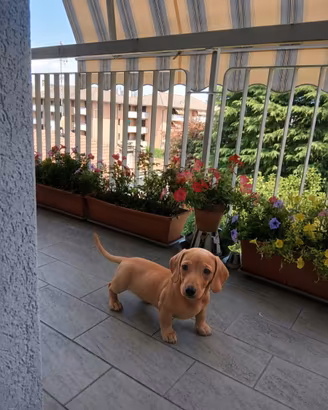 Cuccioli Bassotto nano