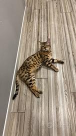 Bengala maschio per accoppiamento