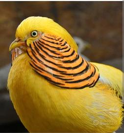 Fagiano dorato giallo