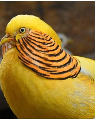 Fagiano dorato giallo
