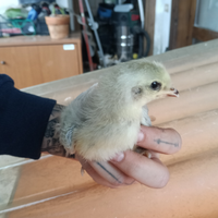 Pulcino ARAUCANA INGLESE LAVANDA