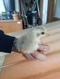 Pulcino ARAUCANA INGLESE LAVANDA