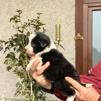 Cuccioli di border collie