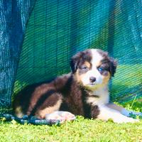 Pastore australiano Australian Shepherd pedigree