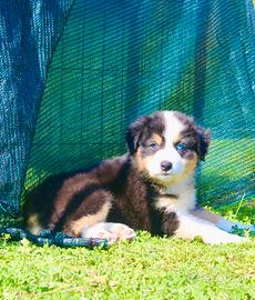 Pastore australiano Australian Shepherd pedigree