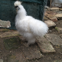 Polli razza Moroseta