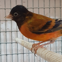 I bri do cardinalino per canarina spagnola