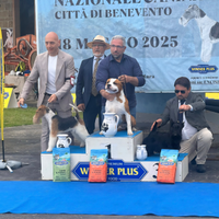 American Staffordshire terrier