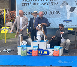 American Staffordshire terrier