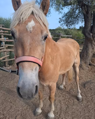 Puledro
