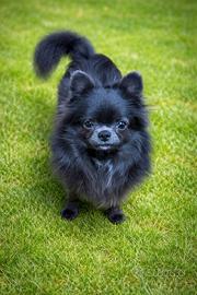 Chihuahua maschio pedegree