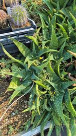 Aloe saponaria 